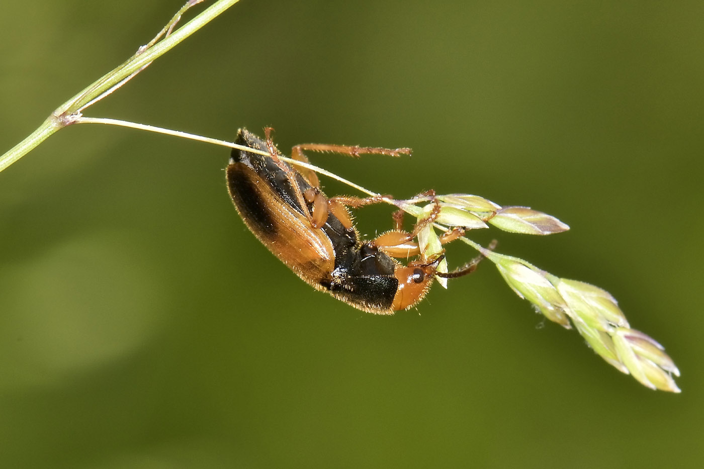 Carabidae: Diachromus germanus?  S